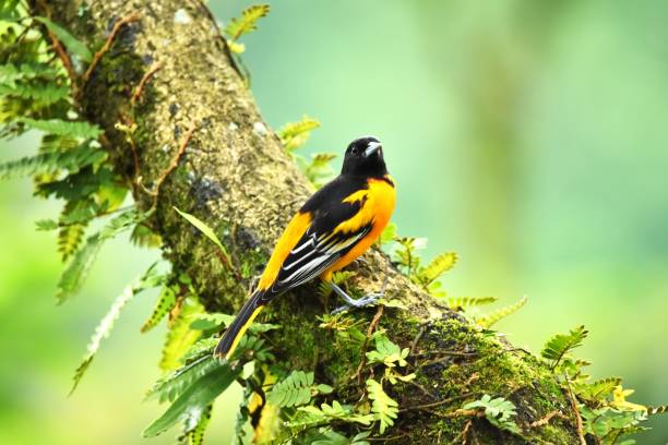 Oriole
