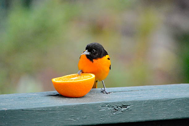 Oriole