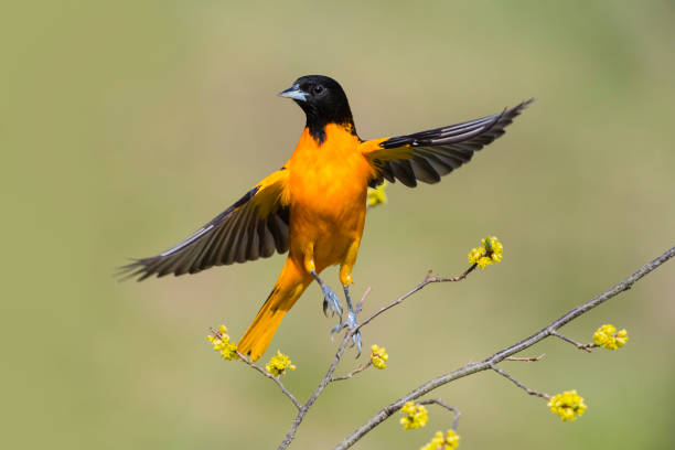 Oriole