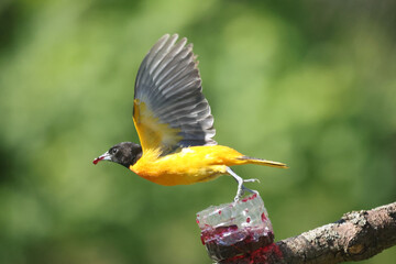 Oriole