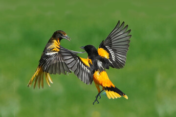 Oriole