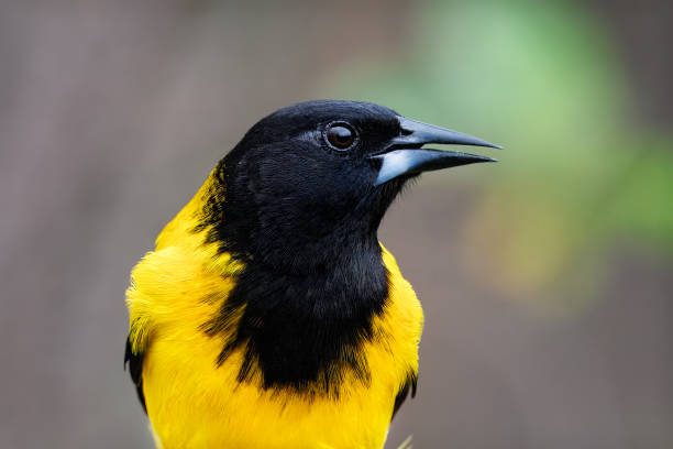 Oriole