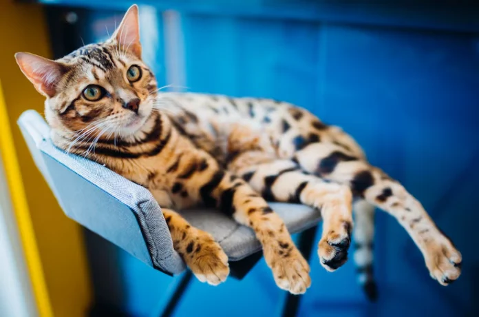 Bengal Cat