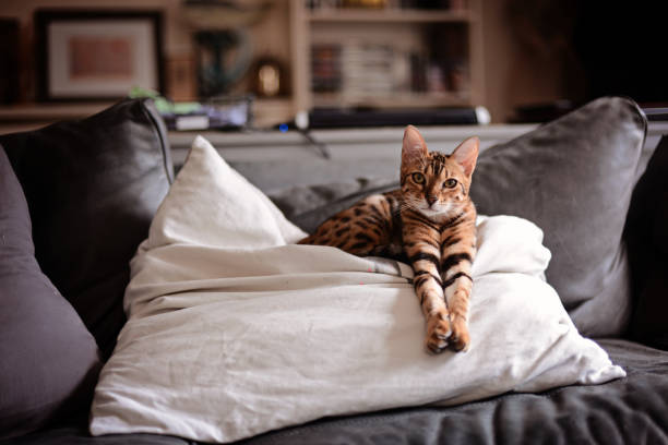Bengal Cat