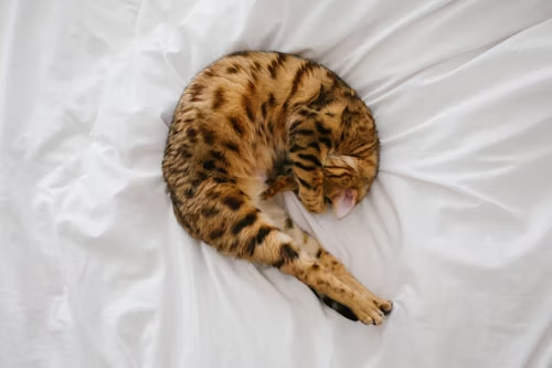 Bengal Cat