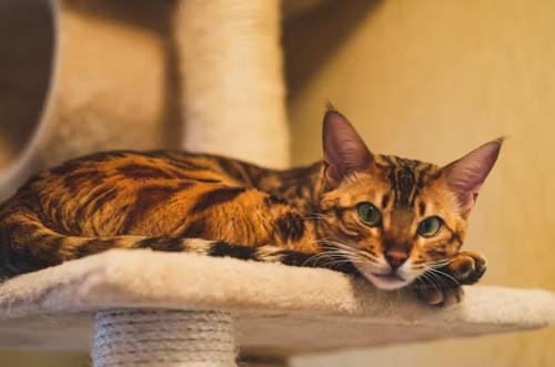 Bengal Cat