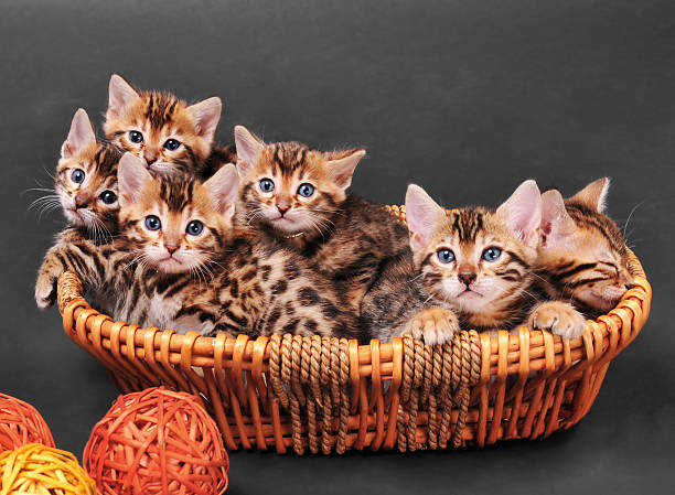 Bengal Cat