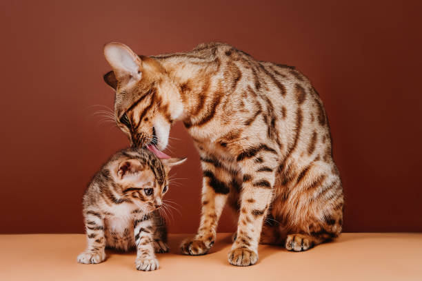 Bengal Cat