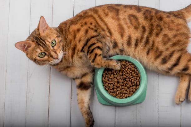 Bengal Cat