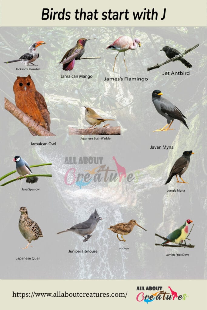 Birds that start with J