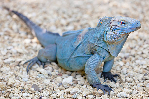 Blue iguanas