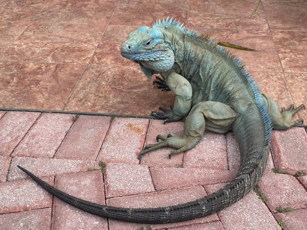Blue iguanas