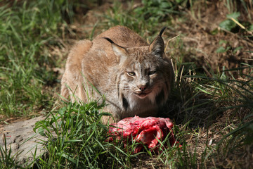 Canada lynx