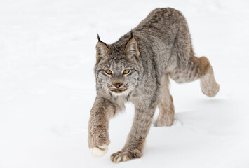Canada lynx