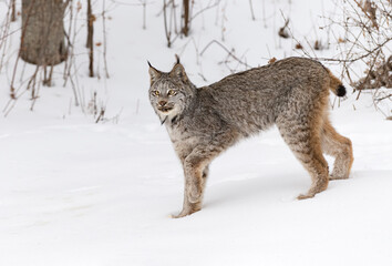 Canada lynx