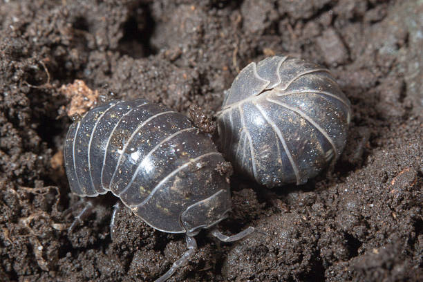 Common Pill Bug