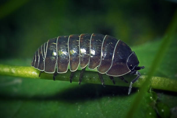Common Pill Bug