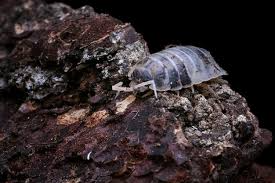 Dairy Cow Isopod
