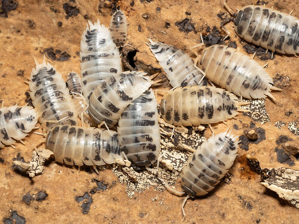 Dairy Cow Isopod