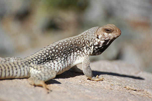 Desert iguanas