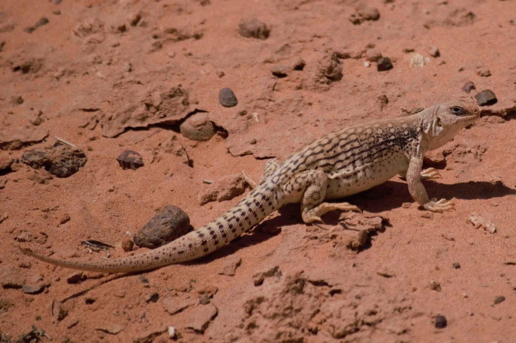 Desert iguanas