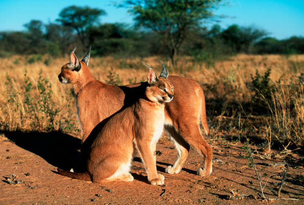 Egyptian lynx