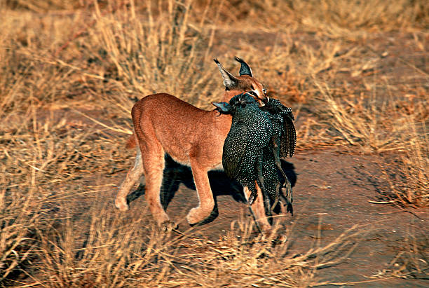 Egyptian lynx