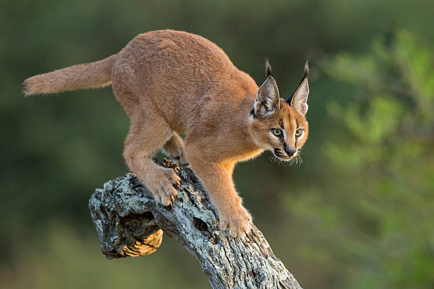 Egyptian lynx