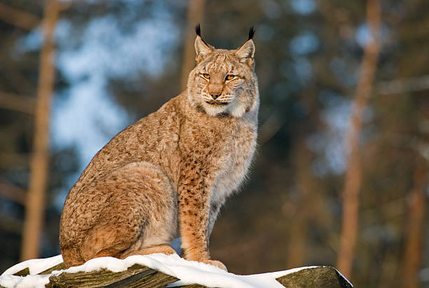 Eurasian lynx