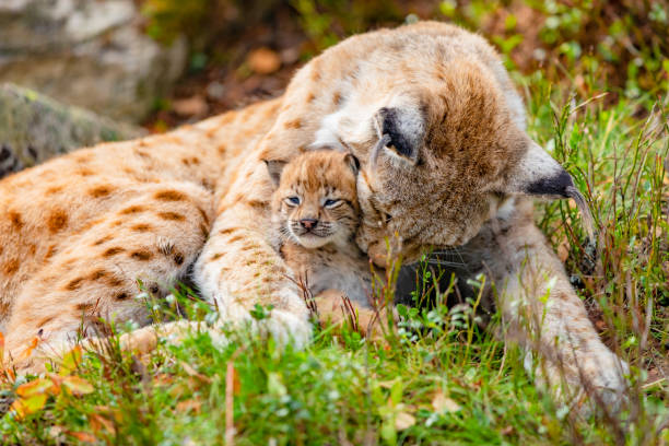 Eurasian lynx