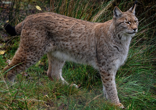 Eurasian lynx