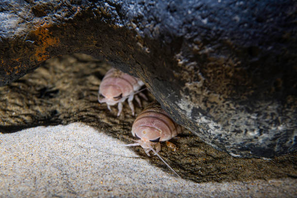 Giant Isopod