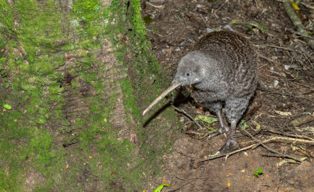 Great Spotted Kiwi or Roroa