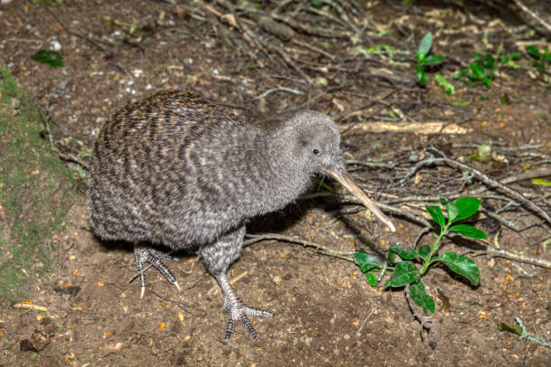 Great Spotted Kiwi or Roroa
