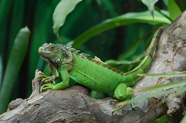 Green iguanas