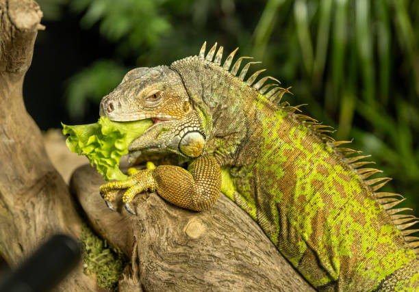 Green iguanas
