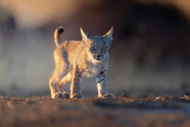 Iberian lynx