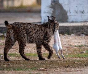Iberian lynx
