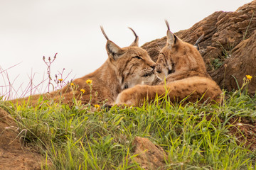 Iberian lynx