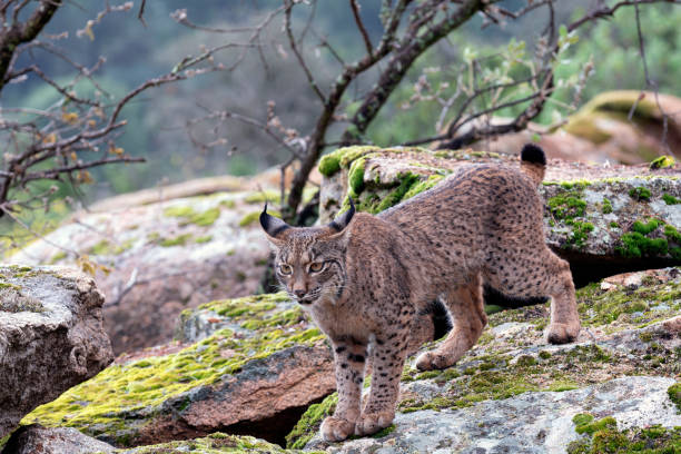 Iberian lynx