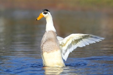 Indian Runner Duck