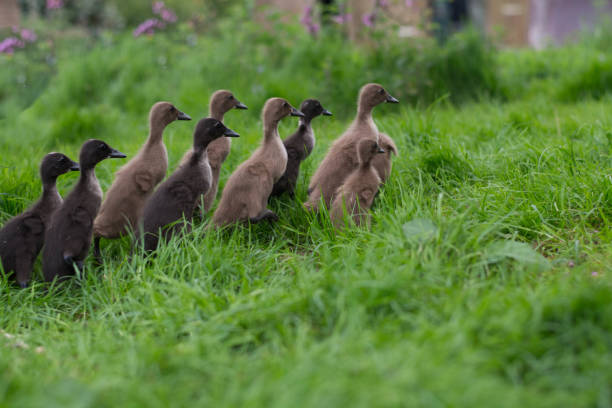 Indian Runner Duck
