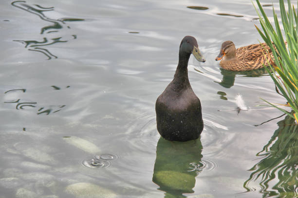 Indian Runner Duck