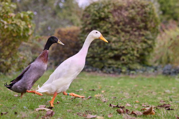 Indian Runner Duck