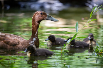 Indian Runner Duck