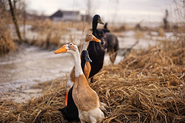 Indian Runner Duck