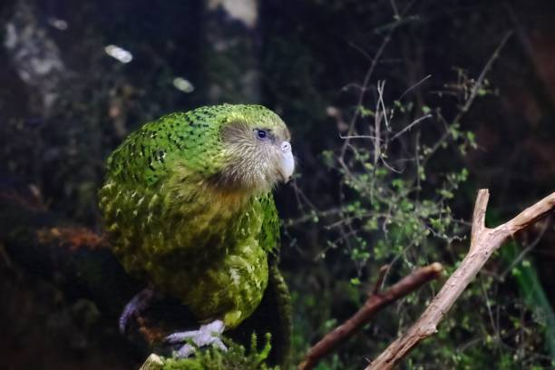 Kakapo