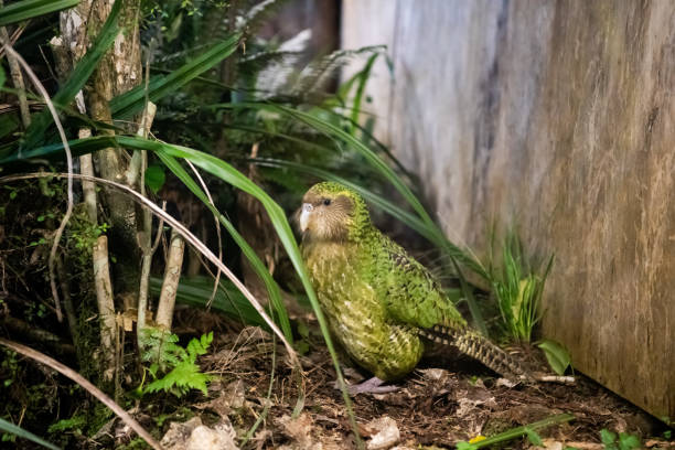 Kakapo