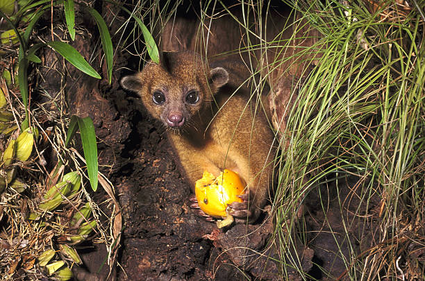 Kinkajou