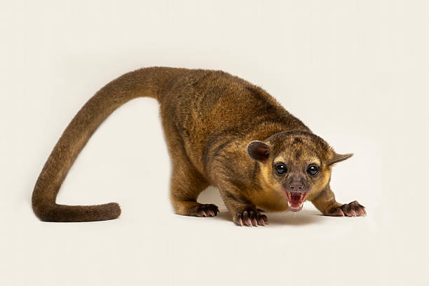 Kinkajou